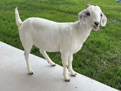 Nanny Goats