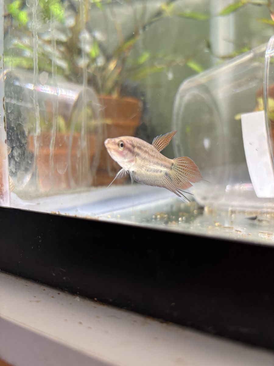 Proven Pair Of Croaking gourami