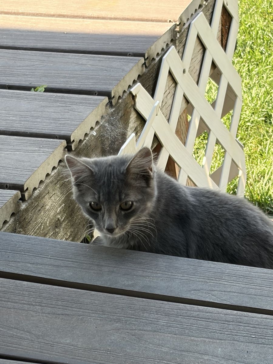 Adorable Grey & White Tabby male Kitten and Grey female kitten Looking for a Loving Home!