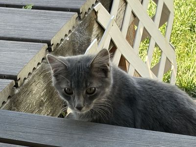 Adorable Grey & White Tabby male Kitten and Grey female kitten Looking for a Loving Home!