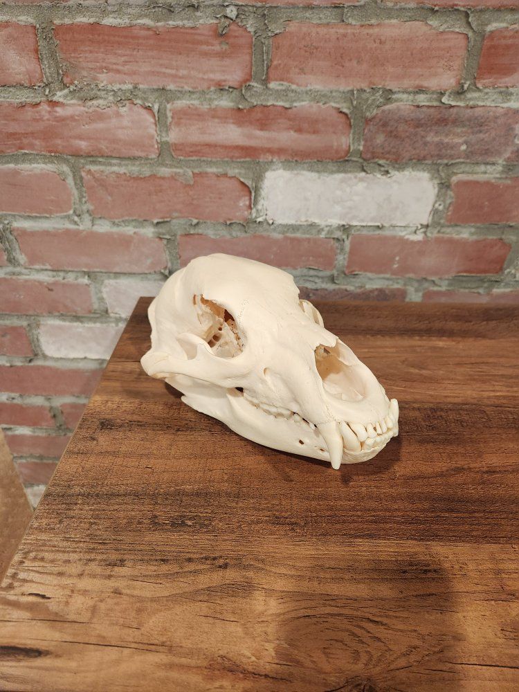 Main image 8
