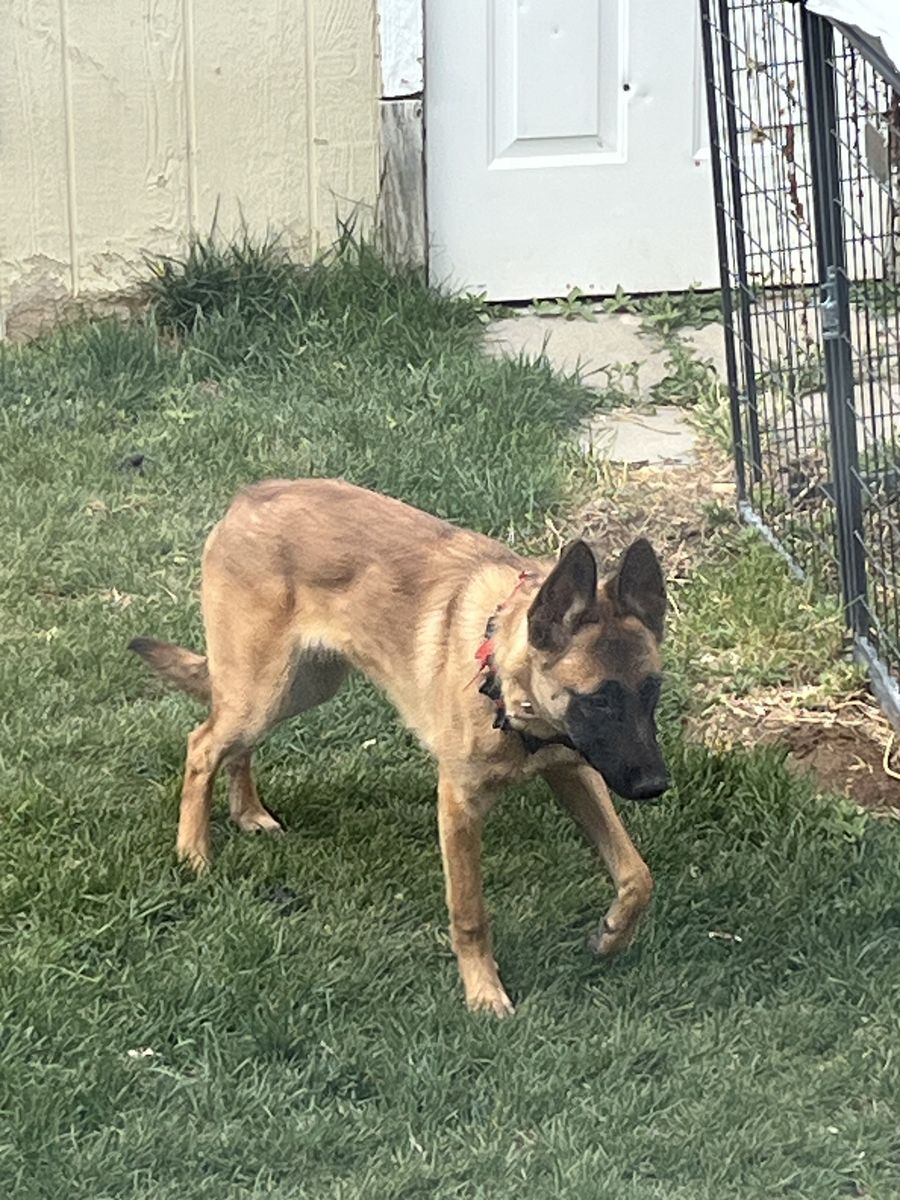 4 month old malinois