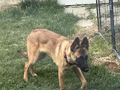 4 month old malinois