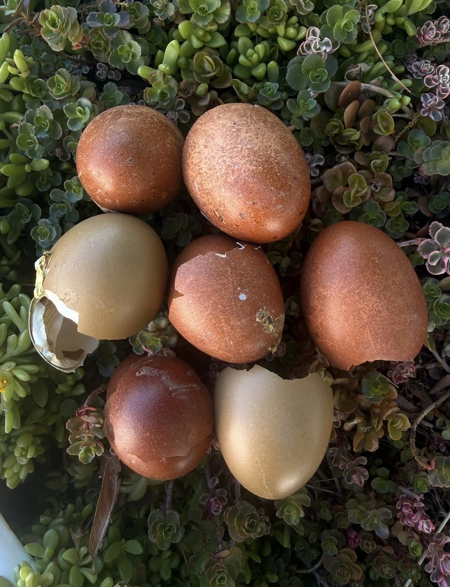 Alchemist Farm Olive Egger Pullets - 10 Weeks Old - Lay Deep Olive Green Eggs