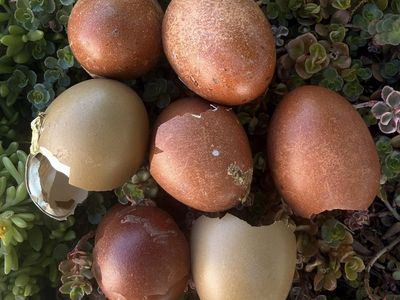 Alchemist Farm Olive Egger Pullets - 10 Weeks Old - Lay Deep Olive Green Eggs