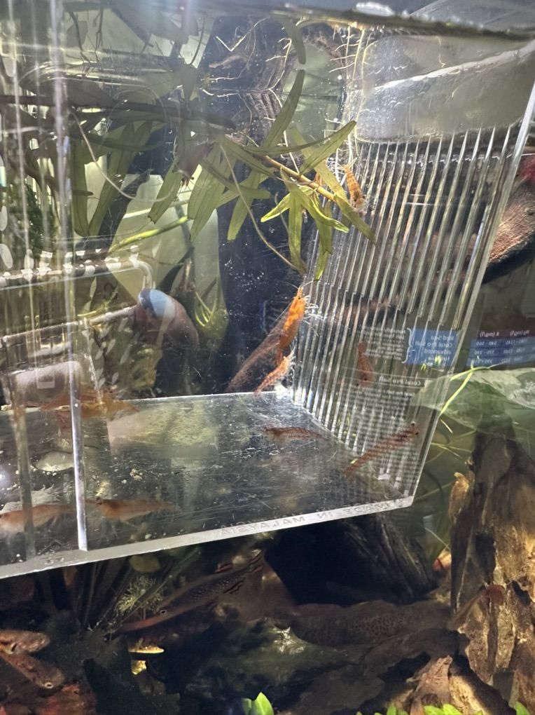 Orange Neocaridina Shrimp