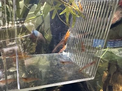 Orange Neocaridina Shrimp