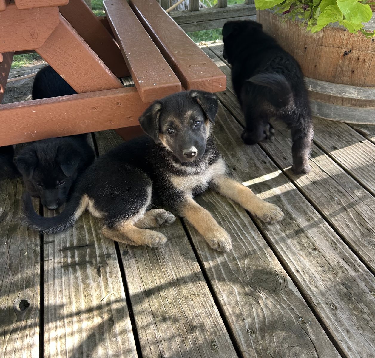Puppies