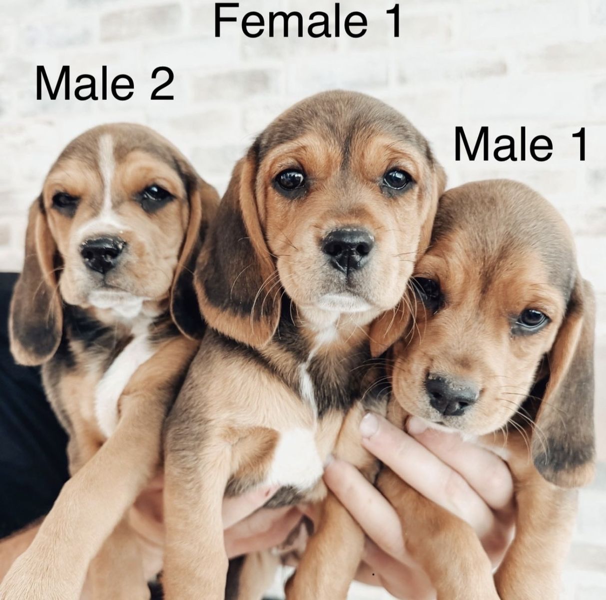 Purebred Beagle Puppies