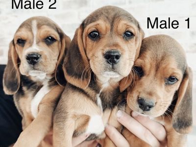 Purebred Beagle Puppies