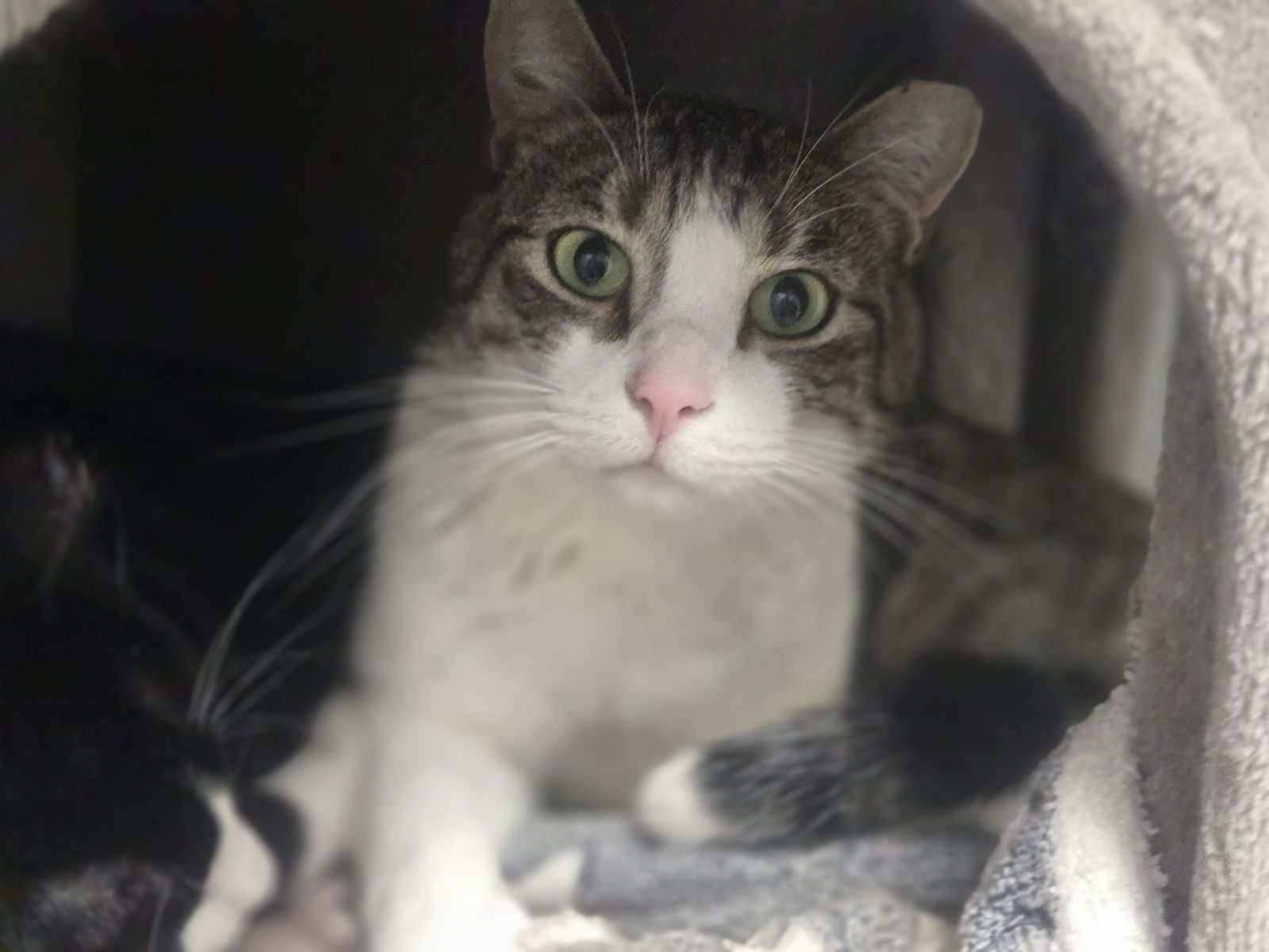 A164947 Rocky is Available for Adoption!