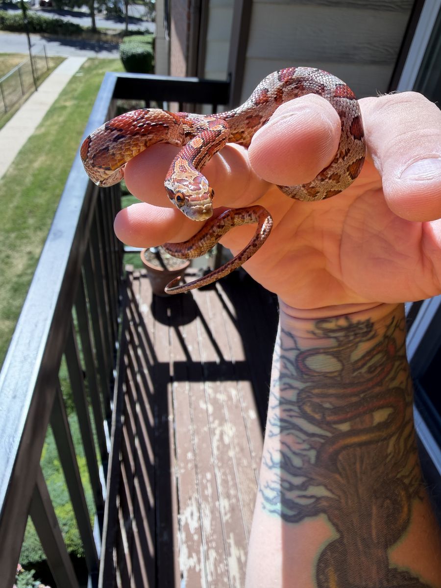 Cornsnakes for rehoming