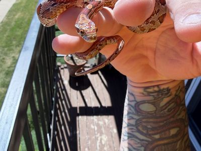Cornsnakes for rehoming