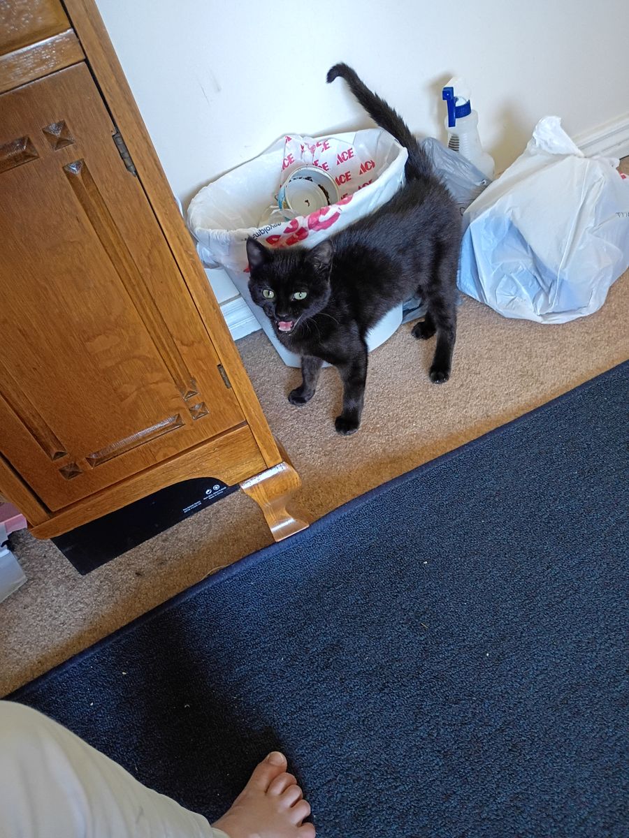 kitty for sale