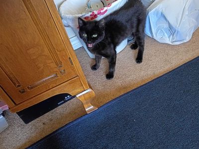 kitty for sale