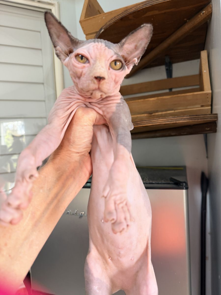 Sphynx, Devon Rex and Xolo babies!