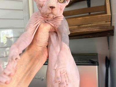 Sphynx, Devon Rex and Xolo babies!