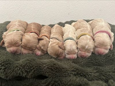 Mini Cockapoos Ready To Early May