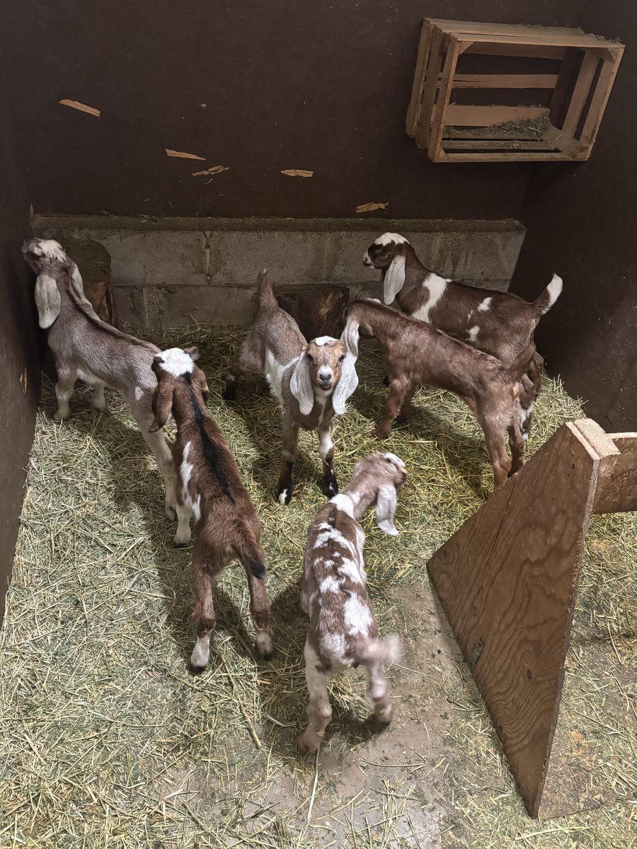 5 Buckling For Sale 2 Weeks Old $ 50.00 Each