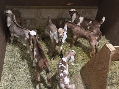 5 Buckling For Sale 2 Weeks Old $ 50.00 Each