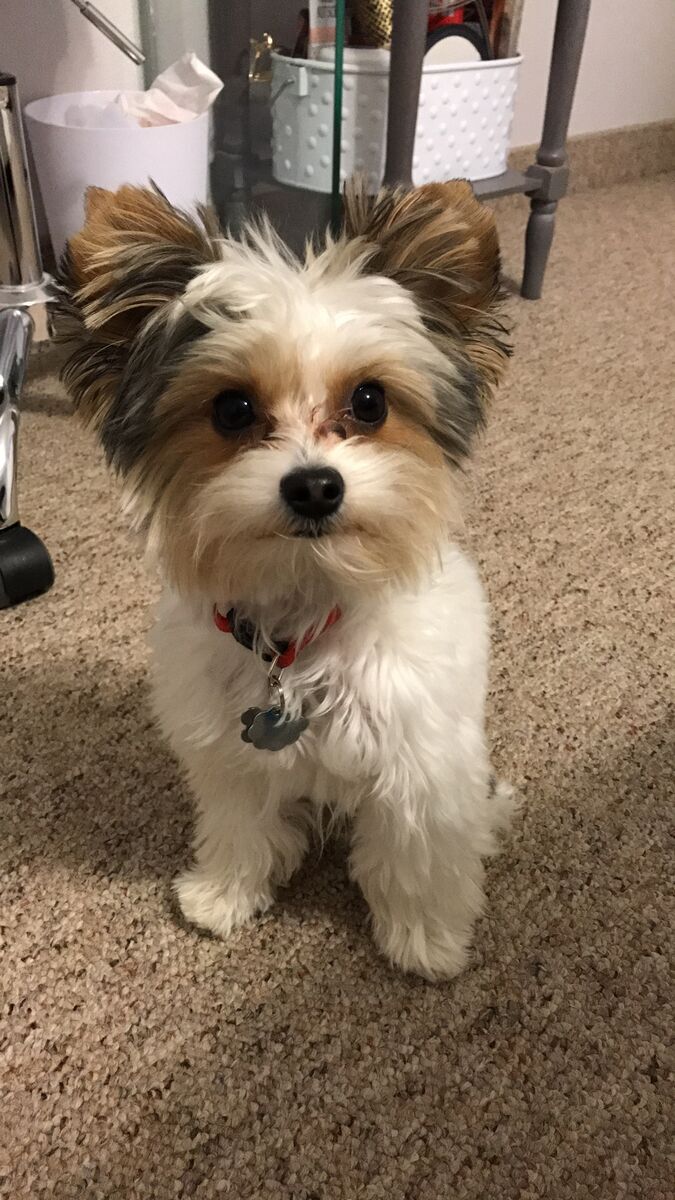 Purebred Teacup Parti Yorkie STUD