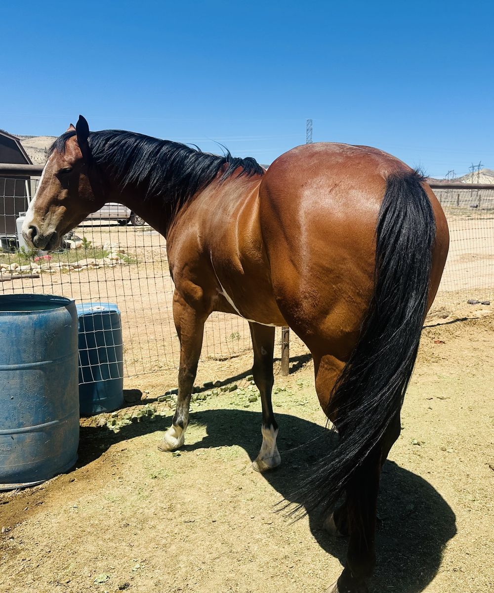 6yr old APHA gelding