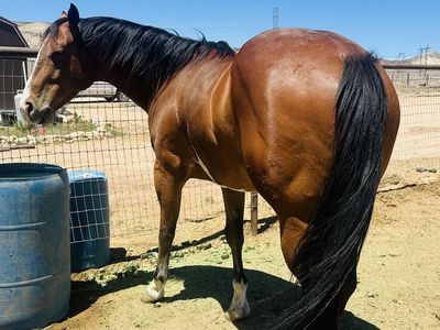 6yr old APHA gelding