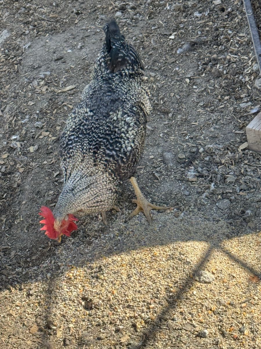 Free rooster