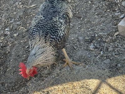 Free rooster