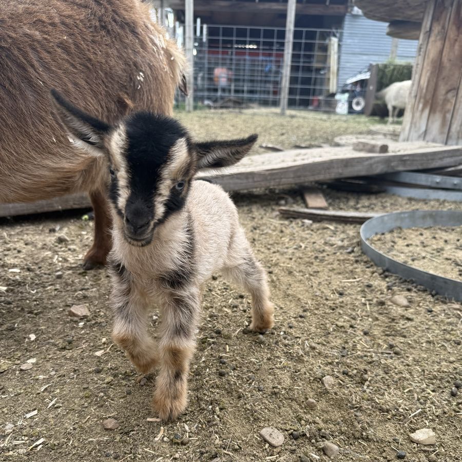 Nigerian Dwarf Doeling