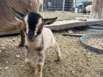 Nigerian Dwarf Doeling