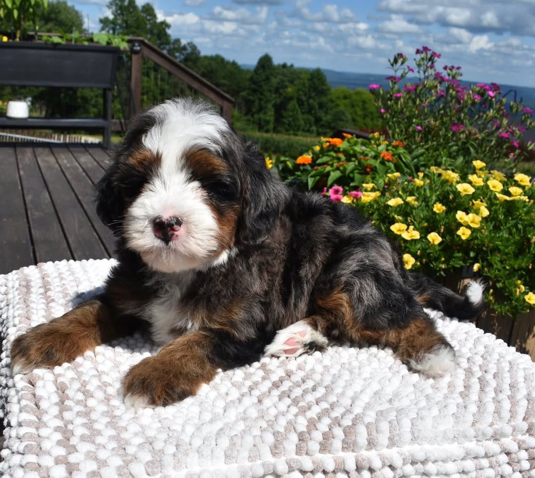 Mini Male Bernedoodle