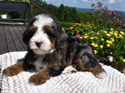 Mini Male Bernedoodle