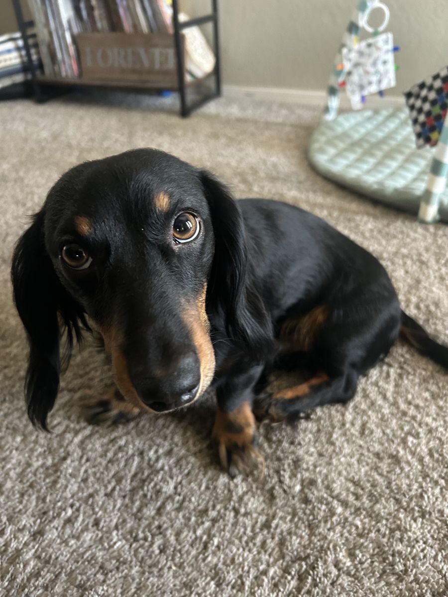 Dachshund For Sale - Black & Tan, Long-Haired, Friendly, Ready for a New Home