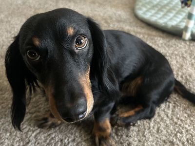 Dachshund For Sale - Black & Tan, Long-Haired, Friendly, Ready for a New Home