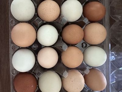 Fresh Backyard Eggs