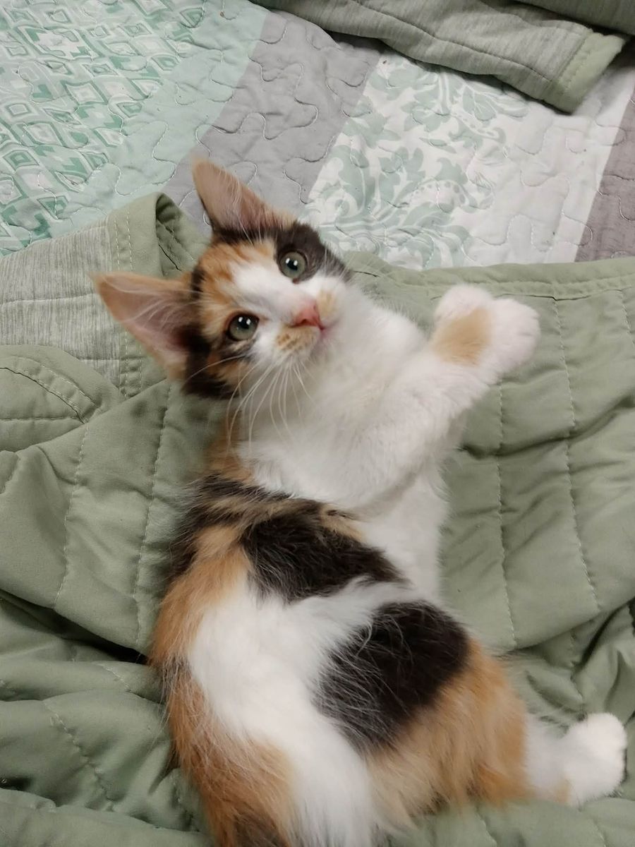 2 adorable kittens 