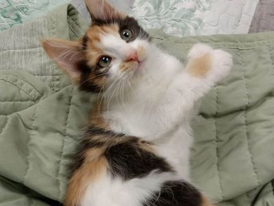 2 adorable kittens