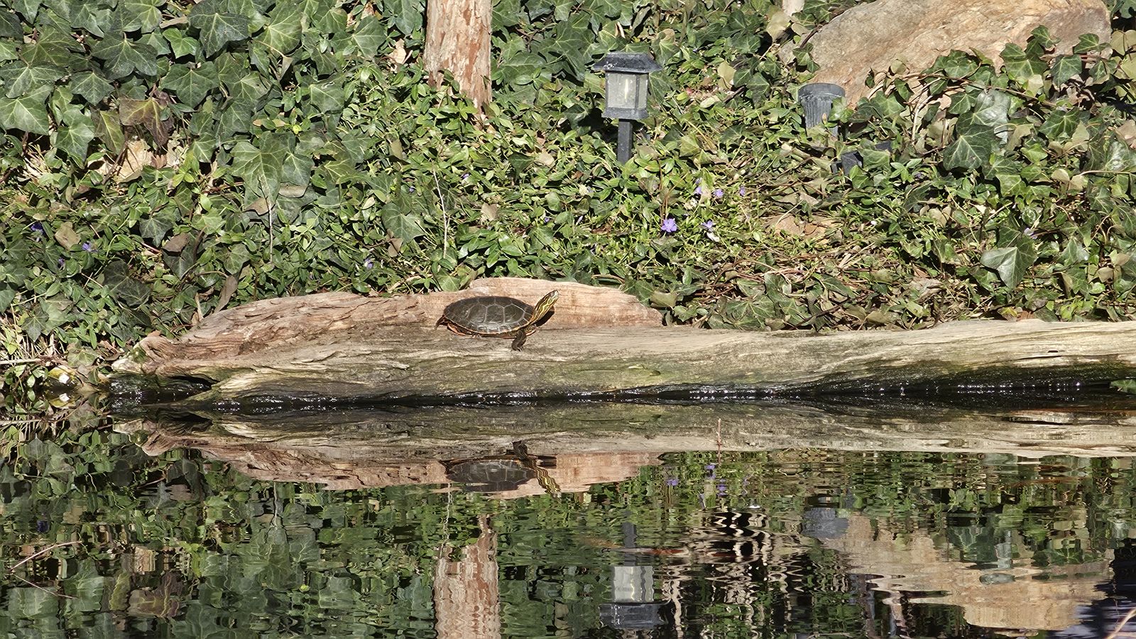 Wanted Male Painted Turtle