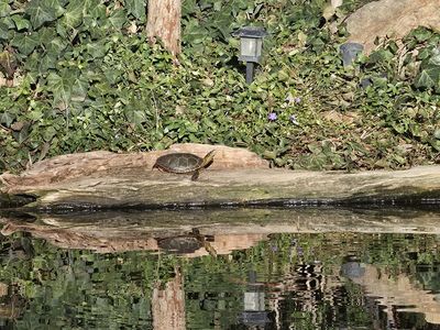 Wanted Male Painted Turtle