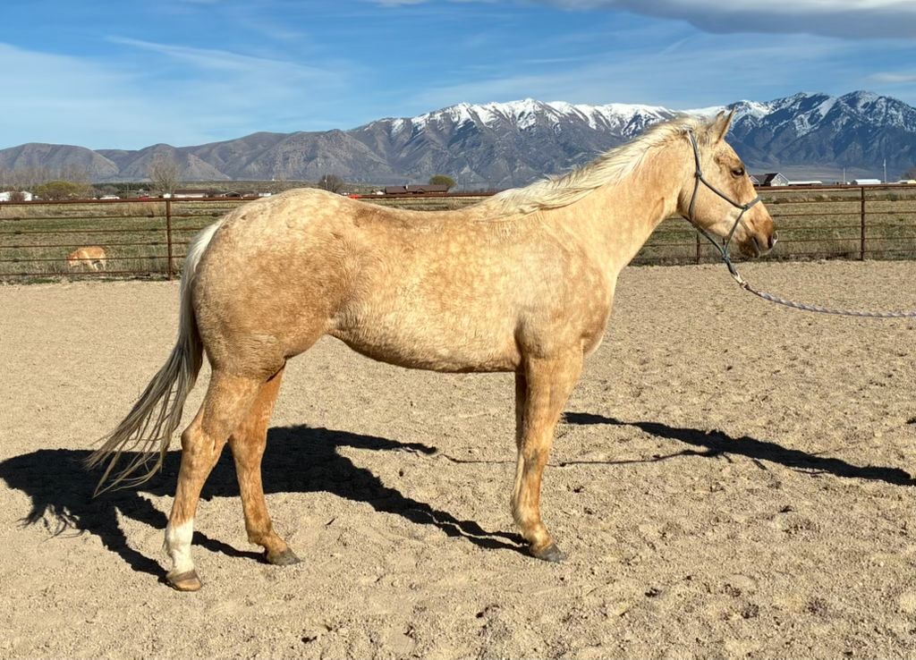 AQHA PALOMINO MARE