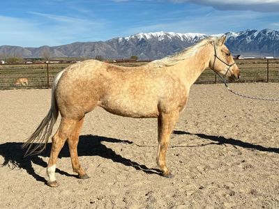 AQHA PALOMINO MARE