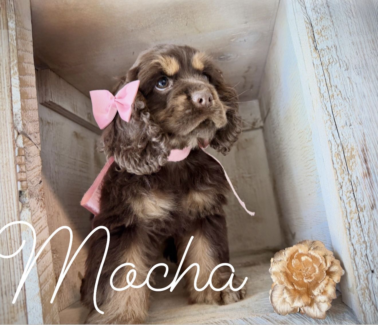 AKC cocker spaniel puppies - Champion lines