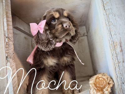 AKC cocker spaniel puppies - Champion lines