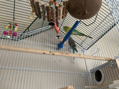Two parakeets