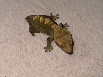 Olive Green Pinstripe Female Crested Gecko