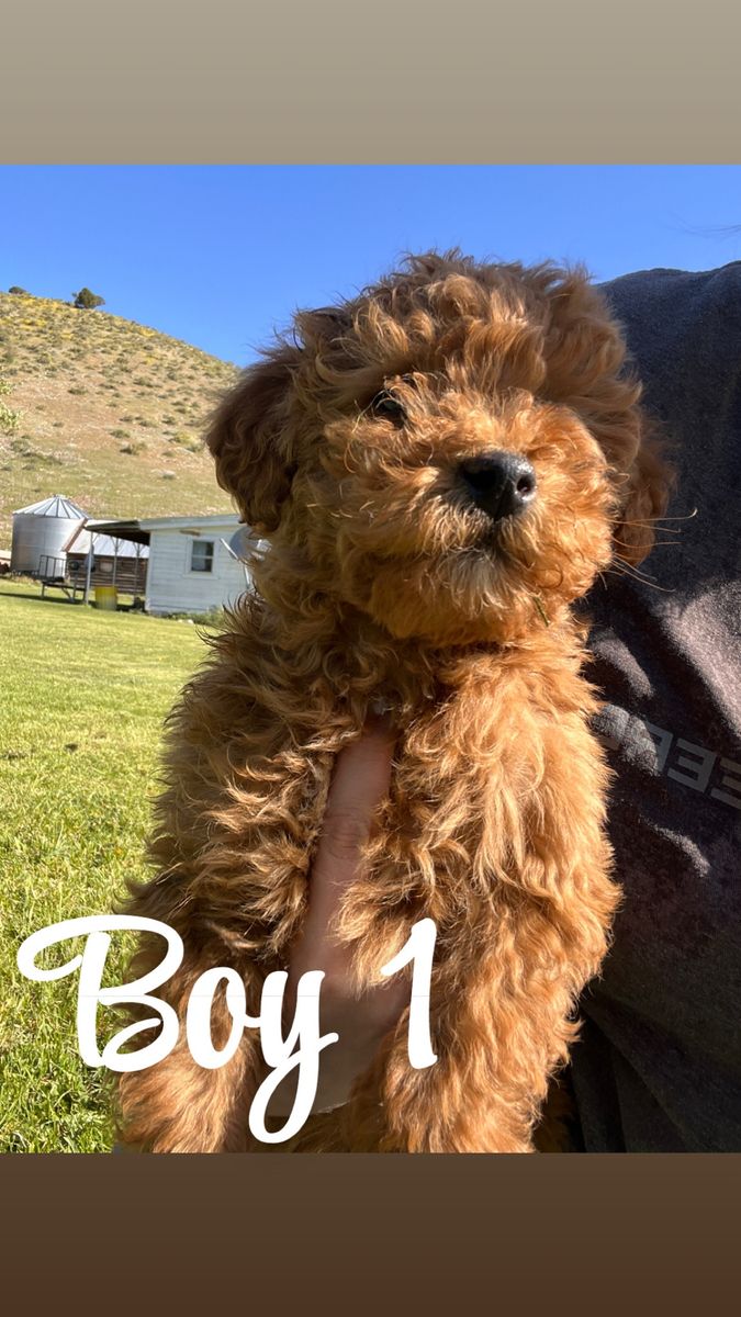 Mini Goldendoodle Puppies