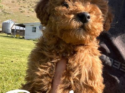 Mini Goldendoodle Puppies