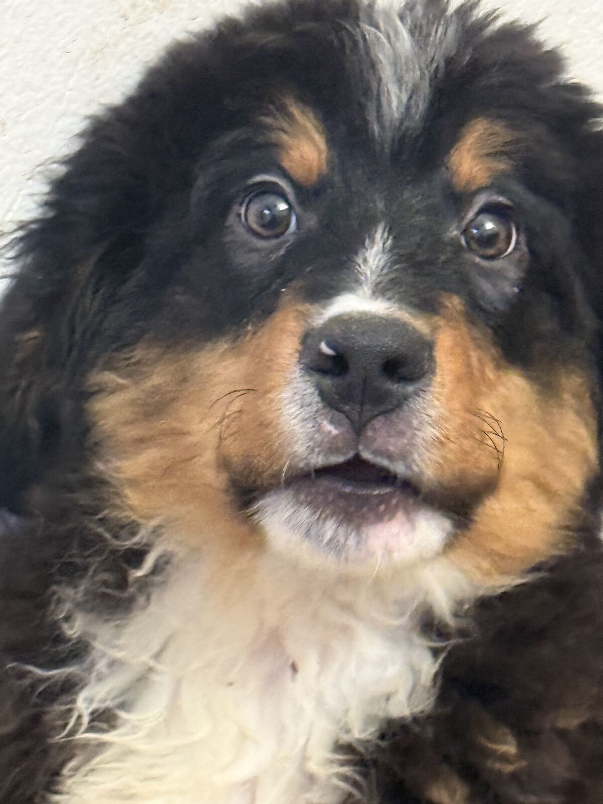 Akc Male Bernese Mountain dog