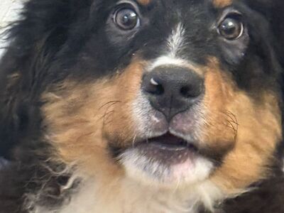 Akc Male Bernese Mountain dog